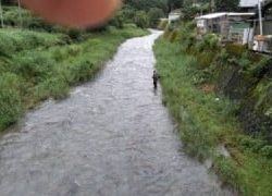 大井川(大井川(非)漁業協同組合) 釣果
