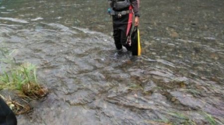 大井川（大井川(非)漁業協同組合） 釣果