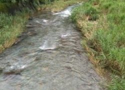 大井川(大井川(非)漁業協同組合) 釣果