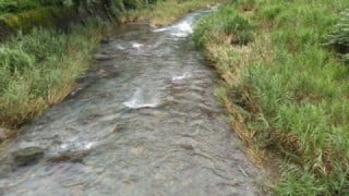 大井川(大井川(非)漁業協同組合) 釣果