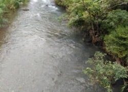 大井川(大井川(非)漁業協同組合) 釣果