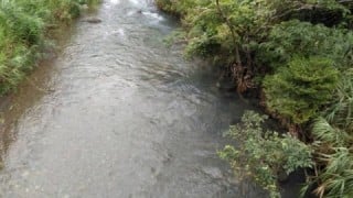 大井川(大井川(非)漁業協同組合) 釣果