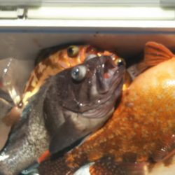 モンロー号 釣果