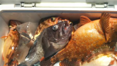 モンロー号 釣果