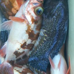 モンロー号 釣果