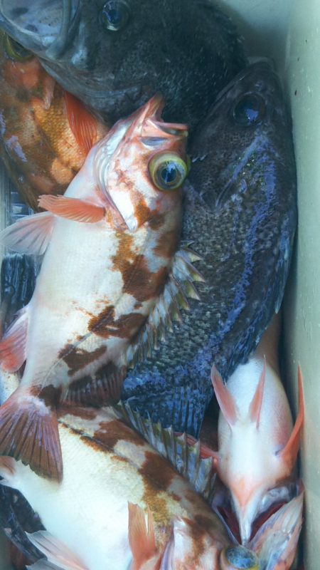 モンロー号 釣果