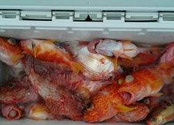 長栄丸(静岡) 釣果