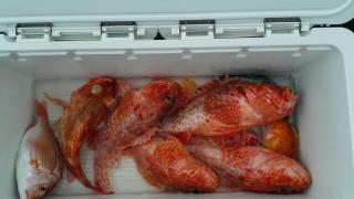 長栄丸(静岡) 釣果