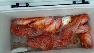 長栄丸(静岡) 釣果