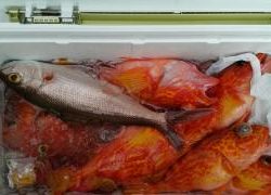 長栄丸(静岡) 釣果