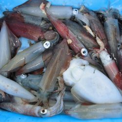 十八宝洋丸 釣果