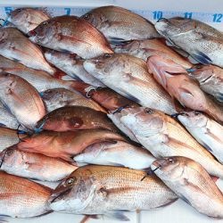 松本釣船2 釣果