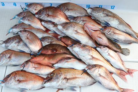 松本釣船2 釣果