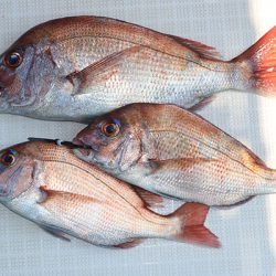 松本釣船２ 釣果