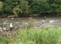 大井川(大井川(非)漁業協同組合) 釣果