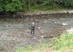 大井川(大井川(非)漁業協同組合) 釣果