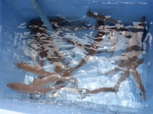 遊漁船 幸友丸 釣果