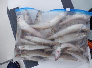 遊漁船 幸友丸 釣果