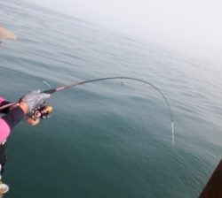 遊漁船 幸友丸 釣果