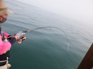 遊漁船 幸友丸 釣果