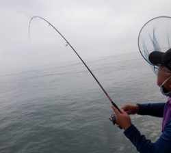 遊漁船 幸友丸 釣果