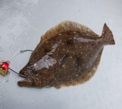 遊漁船 幸友丸 釣果