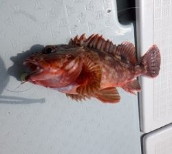 遊漁船 幸友丸 釣果