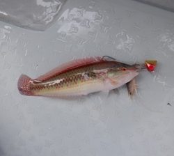 遊漁船 幸友丸 釣果