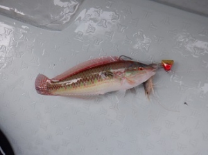 遊漁船 幸友丸 釣果