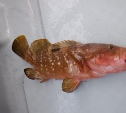 遊漁船 幸友丸 釣果