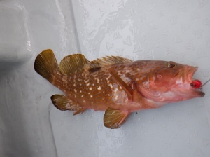 遊漁船 幸友丸 釣果