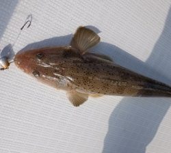 遊漁船 幸友丸 釣果