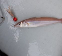 遊漁船 幸友丸 釣果