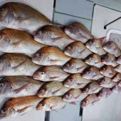 遊漁船 幸友丸 釣果