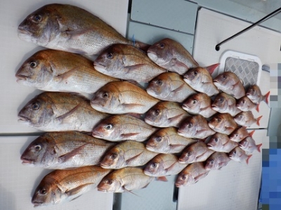 遊漁船 幸友丸 釣果