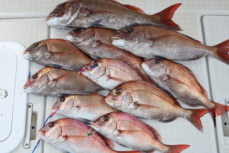 松本釣船２ 釣果