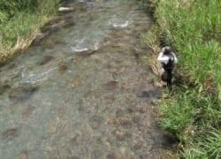 大井川（大井川(非)漁業協同組合） 釣果