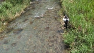 大井川（大井川(非)漁業協同組合） 釣果