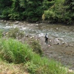 大井川（大井川(非)漁業協同組合） 釣果