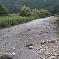 大井川（大井川(非)漁業協同組合） 釣果