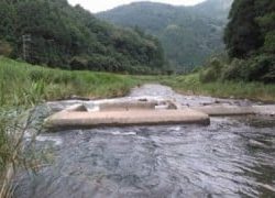 大井川（大井川(非)漁業協同組合） 釣果