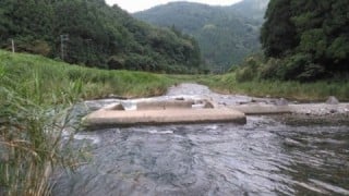 大井川（大井川(非)漁業協同組合） 釣果