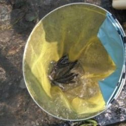 大井川（大井川(非)漁業協同組合） 釣果