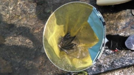 大井川（大井川(非)漁業協同組合） 釣果