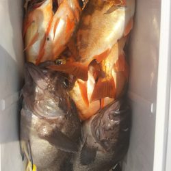 モンロー号 釣果