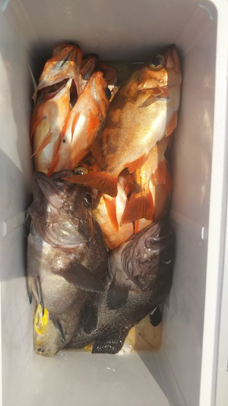 モンロー号 釣果