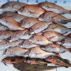 松本釣船2 釣果