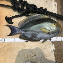 本部釣りイカダ 釣果