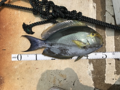 本部釣りイカダ 釣果