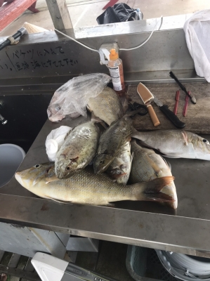 本部釣りイカダ 釣果